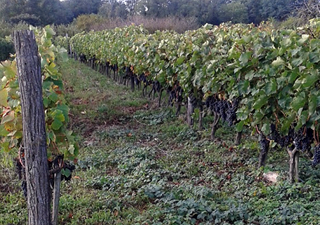 Eté 2017 Vigne