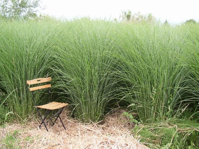 miscanthus_gracillimus_21