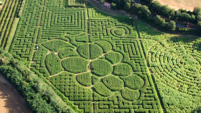 La vigne à l'honneur